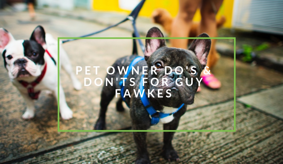 How to keep your pet safe on Guy Fawkes